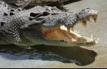 crocodile