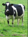 vache